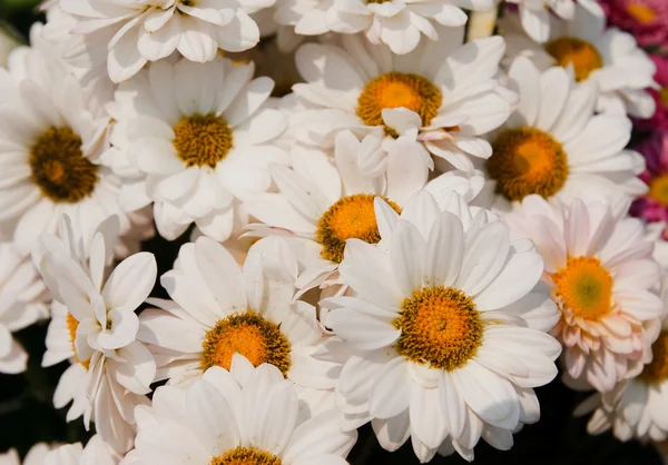 Chrysanthèmes blancs fleurs — Photo
