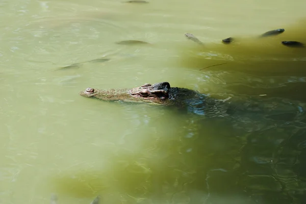 stock image Crocodile