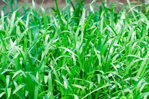 Зеленые саженцы зерновых культур в поле — стоковое фото