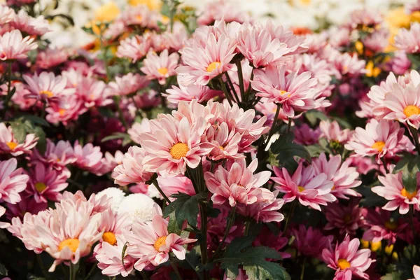 Rosa chrysanthemum blommor — Stockfoto