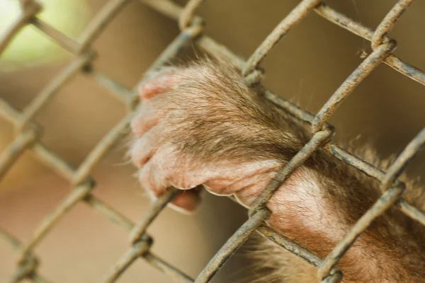 Gibbon entregado en la jaula . — Foto de Stock