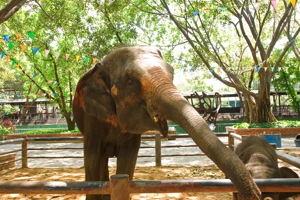 Thai elephants. — Stock Photo, Image