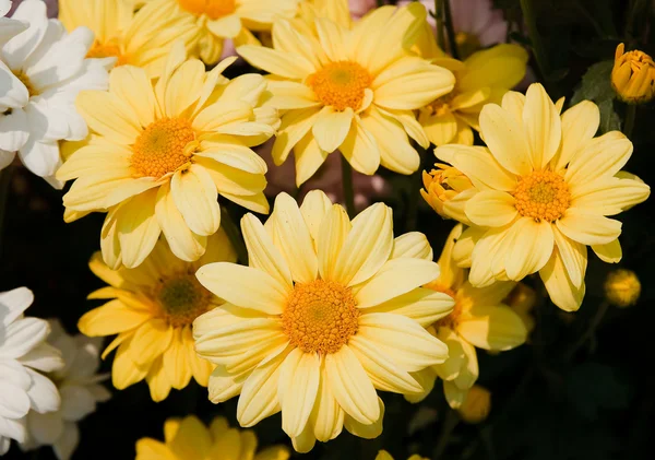 Vackra gula krysantemum blommor — Stockfoto