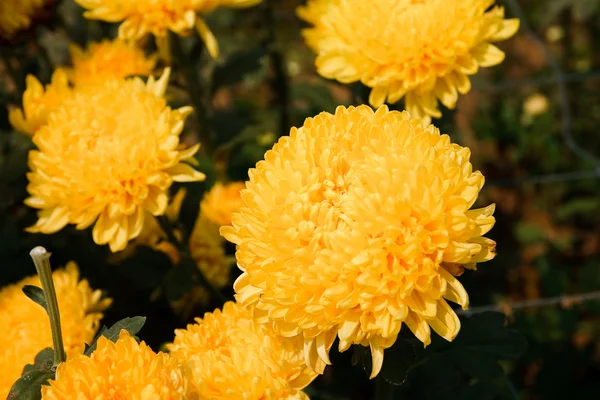 Güzel sarı kasımpatı çiçekleri — Stok fotoğraf
