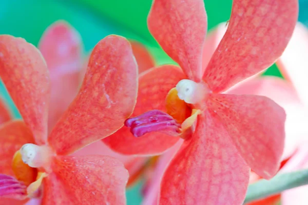 Orquídea en el jardín en Tailandia —  Fotos de Stock