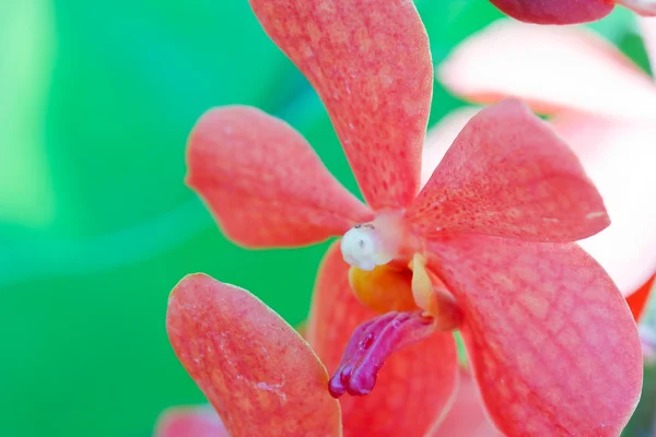 Orchidea in giardino in Thailandia — Foto Stock