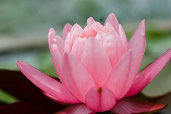 Lotus rose en thailande — Photo