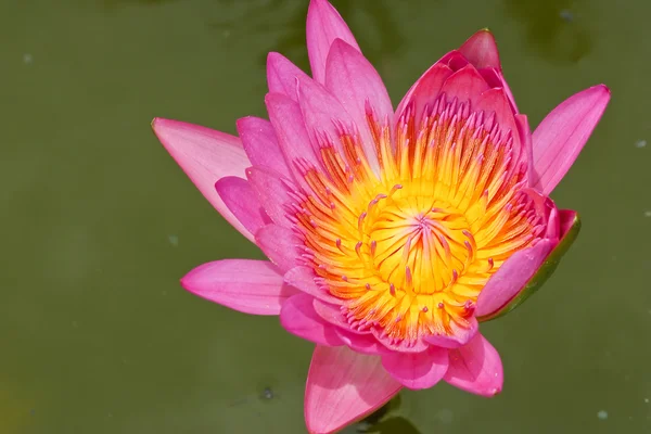 Rosa lotus i thailand — Stockfoto