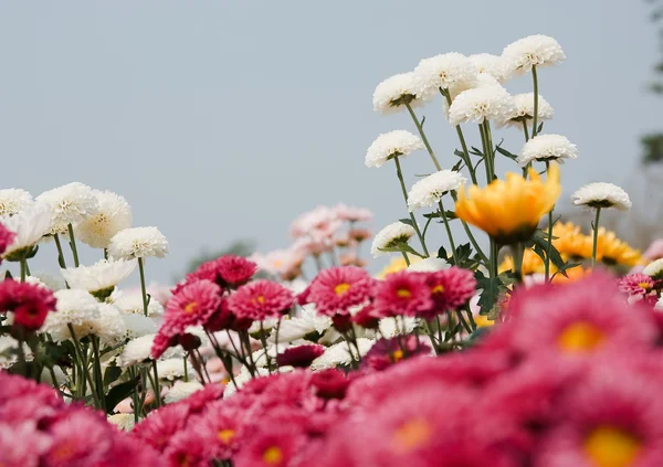 Blüten weißer Chrysanthemen — Stockfoto