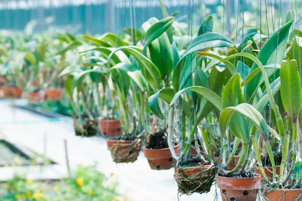 Potten in een plant — Stockfoto