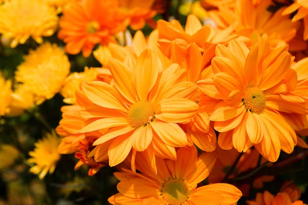 Piękne żółte chryzantemy kwiaty — Zdjęcie stockowe
