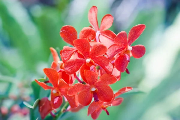 Орхідея в саду на Таїланді — стокове фото