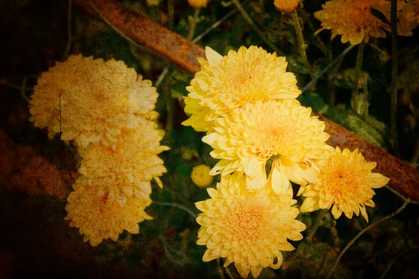 Красивые жёлтые хризантемы — стоковое фото