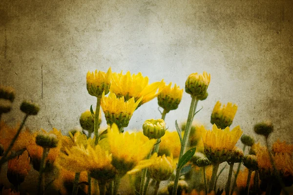 아름다운 노란 국화 꽃 — 스톡 사진
