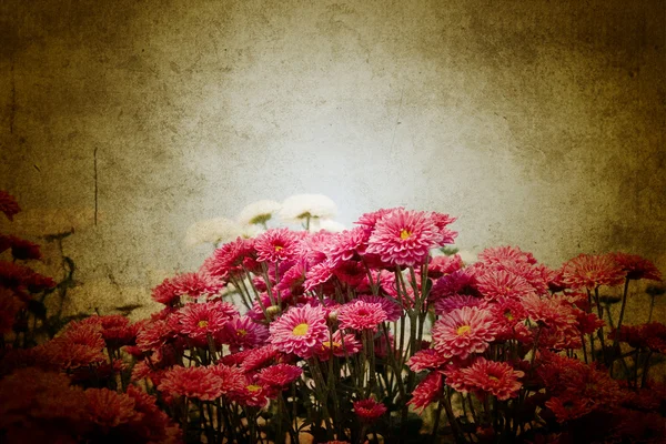 핑크 국화 꽃 — 스톡 사진