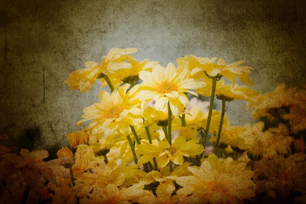 Hermosas flores de crisantemo amarillo —  Fotos de Stock
