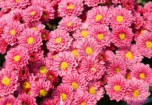 Rosa Chrysanthemenblüten — Stockfoto