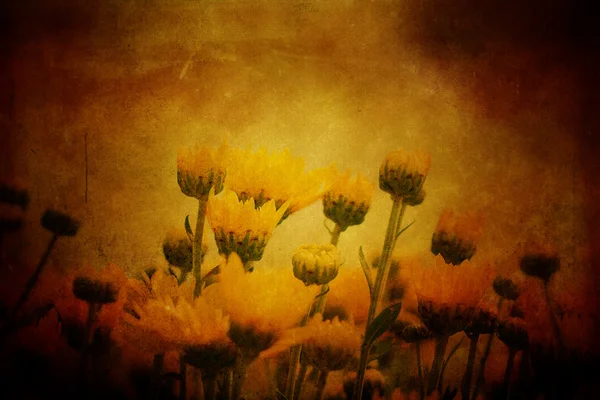 Hermosas flores de crisantemo —  Fotos de Stock