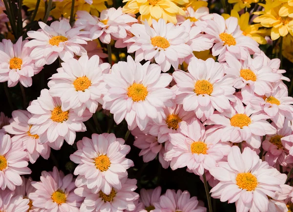 美丽的菊花花朵 — 图库照片