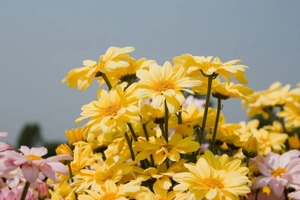 Gyönyörű sárga krizantém virágok — Stock Fotó