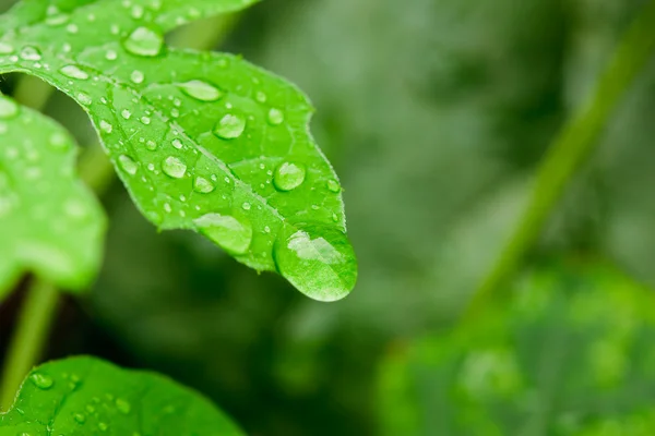 Färskt vattendroppar på blad på nära håll som i efter regn — Stockfoto