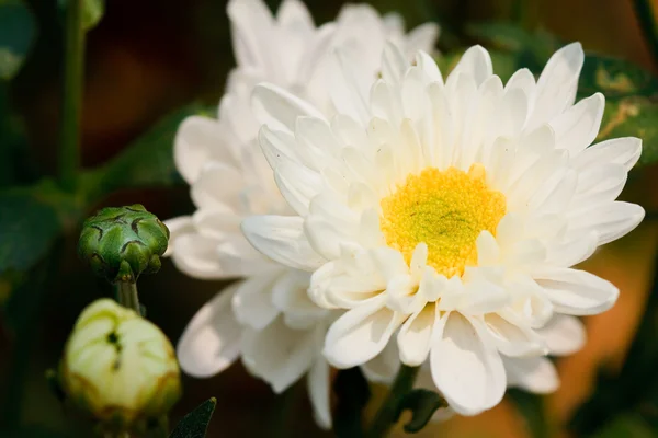 Kwiaty białe chryzantemy — Zdjęcie stockowe