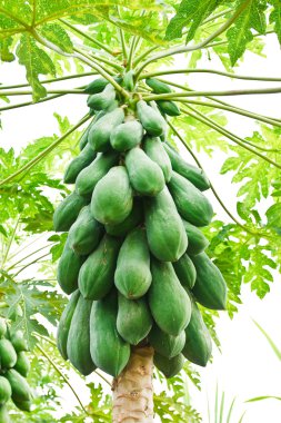 Bunch of papayas hanging from the tree clipart