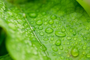 Fresh water droplets on leaf close up as in after rain clipart