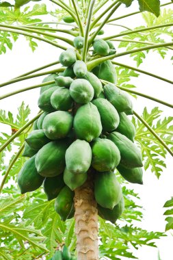 Bunch of papayas hanging from the tree clipart