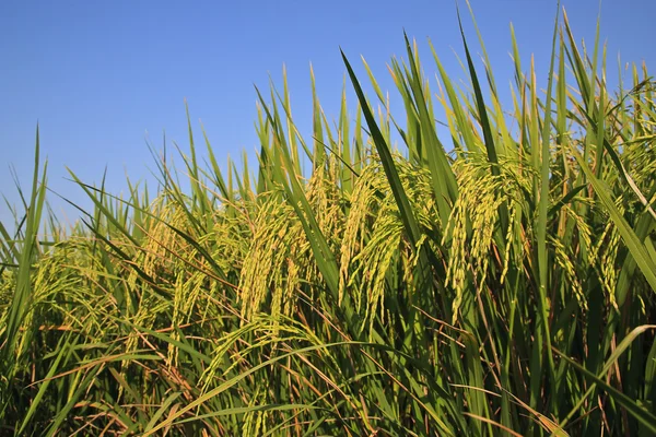 Thai rizs mezők — Stock Fotó