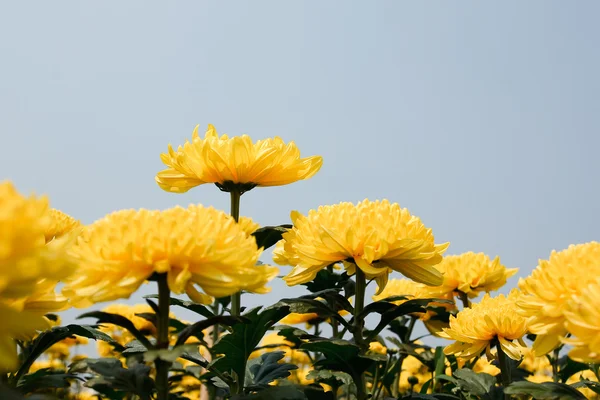 Schöne gelbe Chrysanthemenblüten — Stockfoto