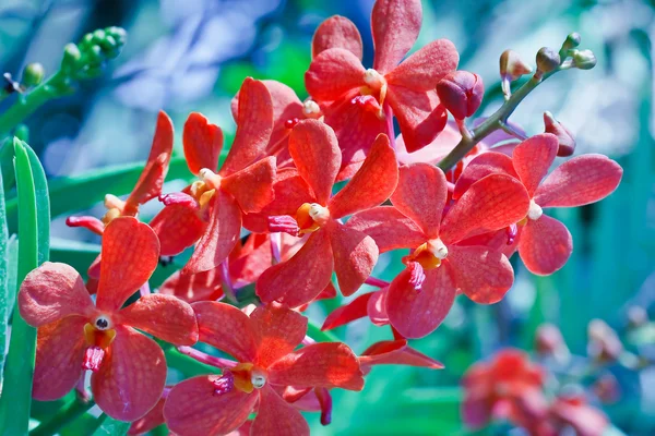 Orquídea no jardim na Tailândia — Fotografia de Stock