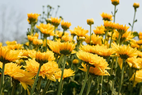 Belles fleurs de chrysanthème jaune — Photo