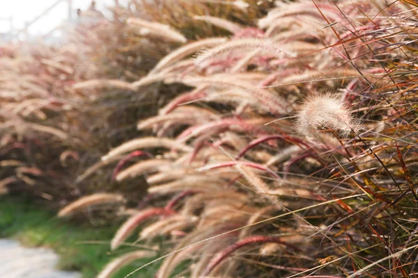 Grass Plumes — Stock Photo, Image
