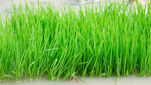 Green seedlings of cereal crops in the field — Stock Photo, Image