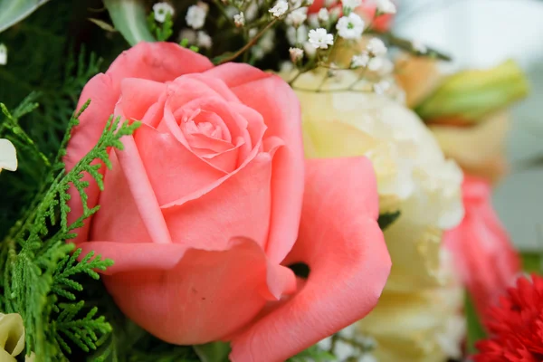 Blossom rosa rosor — Stockfoto