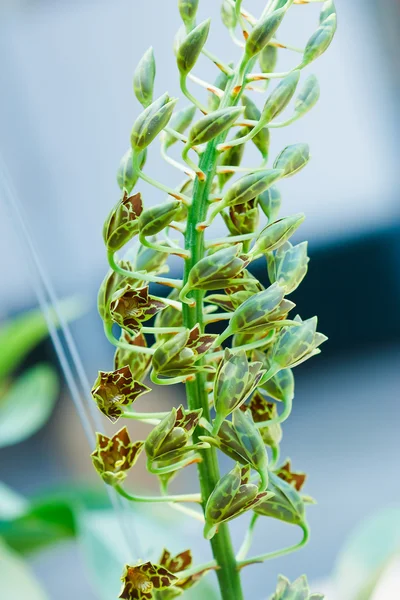 Орхидея в саду в Таиланде — стоковое фото