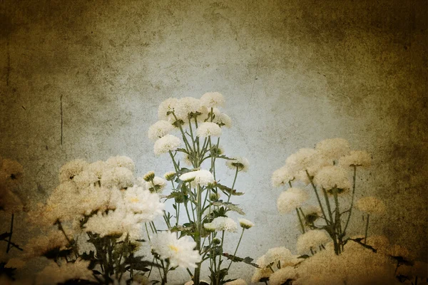 White chrysanthemum flowers — Zdjęcie stockowe