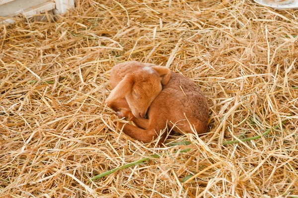 Unga lamm i gård — Stockfoto