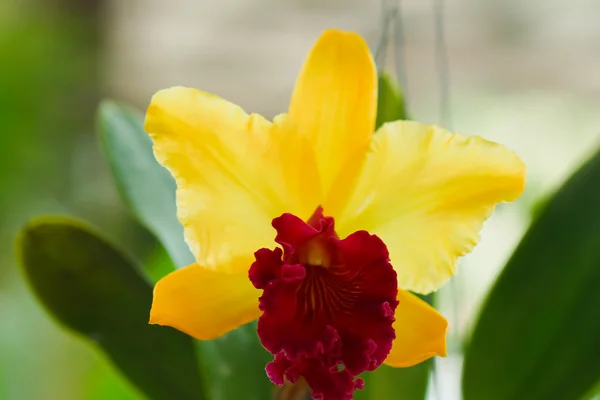 Orchidee in de tuin van thailand — Stockfoto