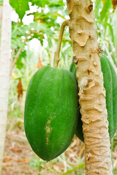 Ein Bündel Papayas hängt am Baum — Stockfoto
