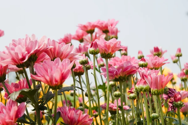 Квіти хризантеми, рожевий — стокове фото