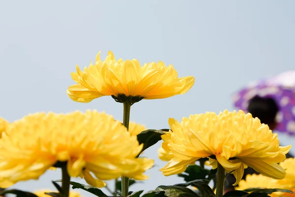 美しい黄色の菊の花 — ストック写真