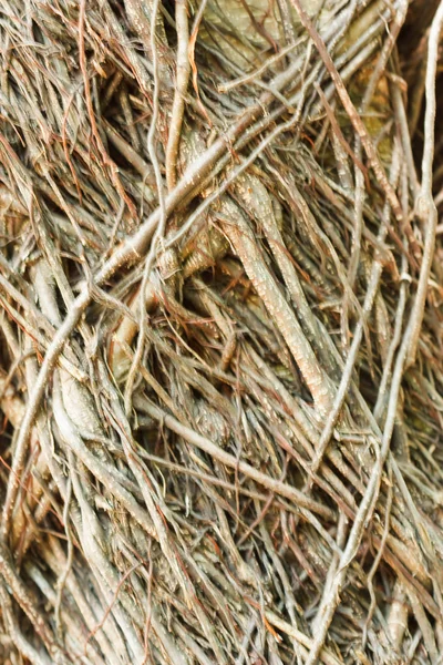 Close-up de raízes de árvores parasitas — Fotografia de Stock