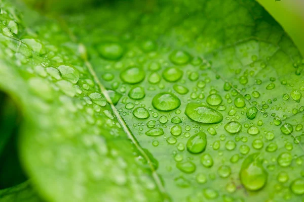 Fresh water droplets on leaf close up as in after rain — Stock Photo, Image