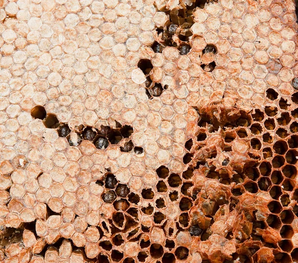 Μέλι στις χτένες και μια μέλισσα που εργάζονται — Φωτογραφία Αρχείου