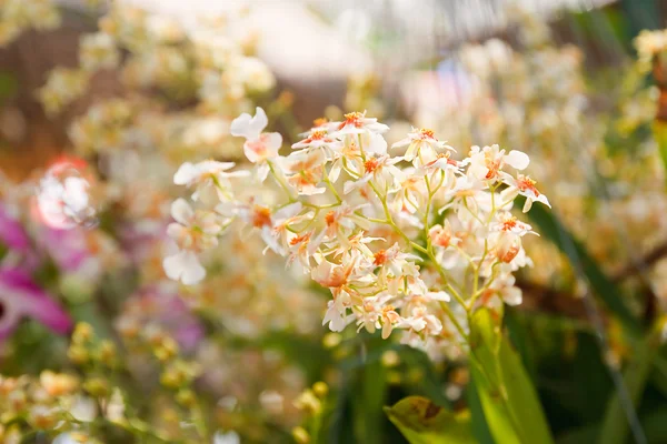 Witte orchidee. — Stockfoto