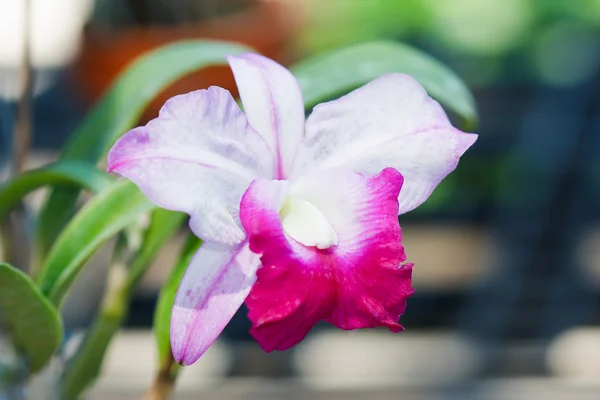 Orkide Bahçe, Tayland — Stok fotoğraf