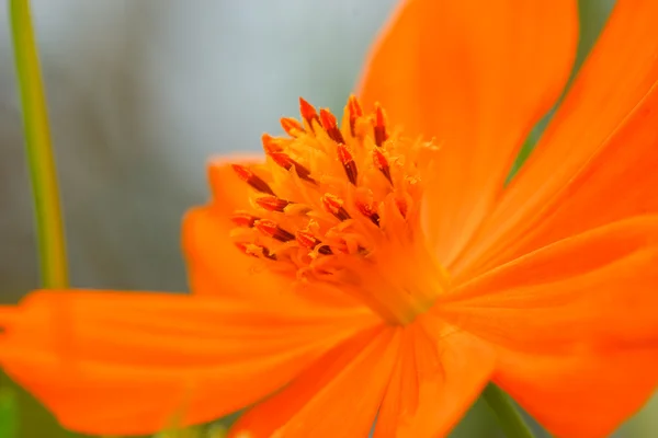 Floarea Cosmosului Galben — Fotografie, imagine de stoc
