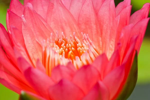Lotus og basseng i hagen – stockfoto